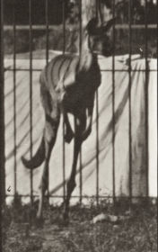 Plate 754 Kangaroo jumping — figure reference